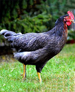 明吉農(nóng)產(chǎn)品配送,重慶農(nóng)產(chǎn)品配送,重慶土雞,重慶土鴨,重慶農(nóng)家樂(lè),蔬菜配送,重慶蔬菜配送,重慶食品配送,食品配送公司,重慶肉禽.重慶配送公司.重慶富民農(nóng)場(chǎng)